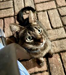 Found/Stray Female Cat last seen Crosstown , Port St. Lucie, FL 34983