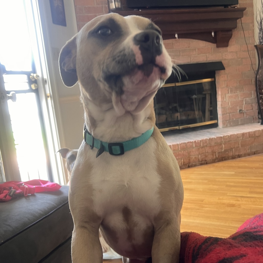 Shelter Stray Male Dog last seen , Memphis, TN 38133