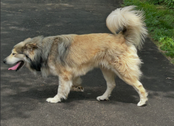 Found/Stray Male Dog last seen Wilshire and Coltrane, Oklahoma City, OK 73121