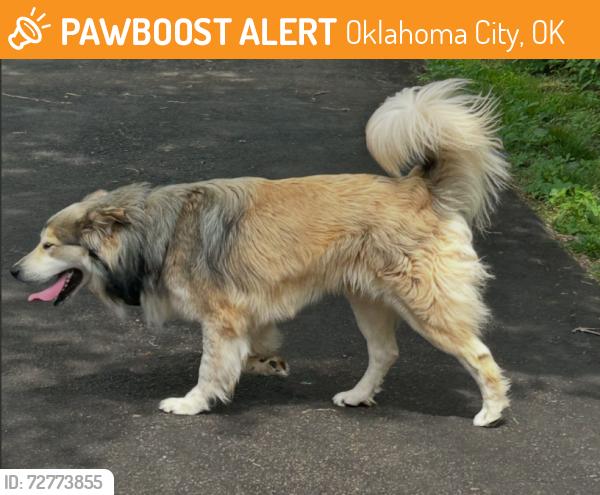 Found/Stray Male Dog last seen Wilshire and Coltrane, Oklahoma City, OK 73121