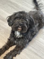 Lost Male Dog last seen Harbor freight, Miami, FL 33125