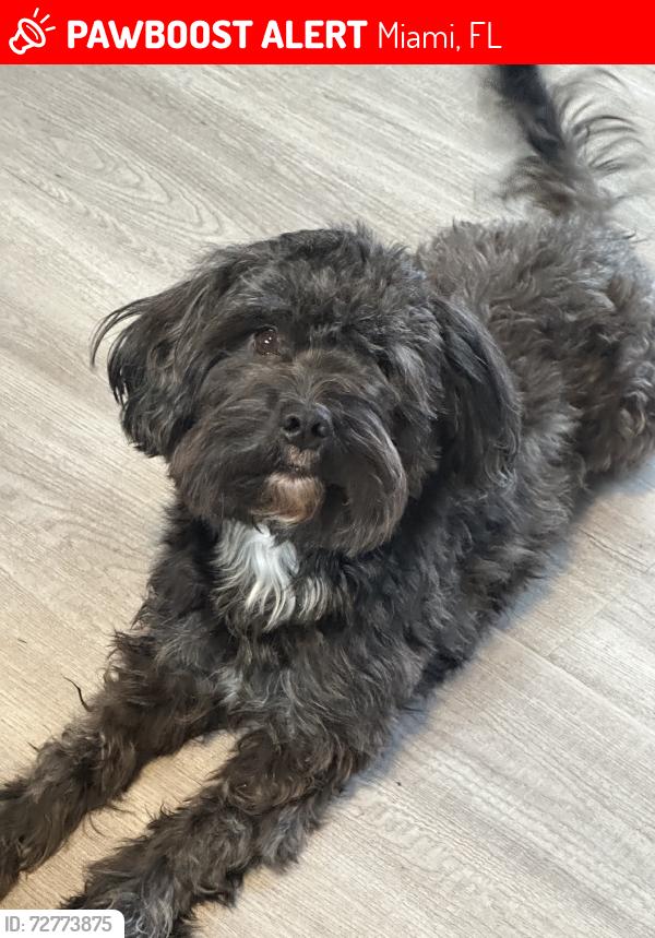 Lost Male Dog last seen Harbor freight, Miami, FL 33125