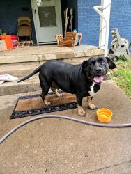 Found/Stray Female Dog last seen Bassett mixed with a Rottweiler , Burleson, TX 76028