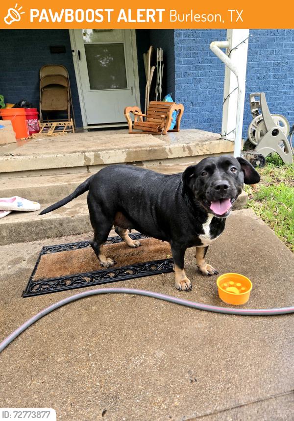 Found/Stray Female Dog last seen Bassett mixed with a Rottweiler , Burleson, TX 76028