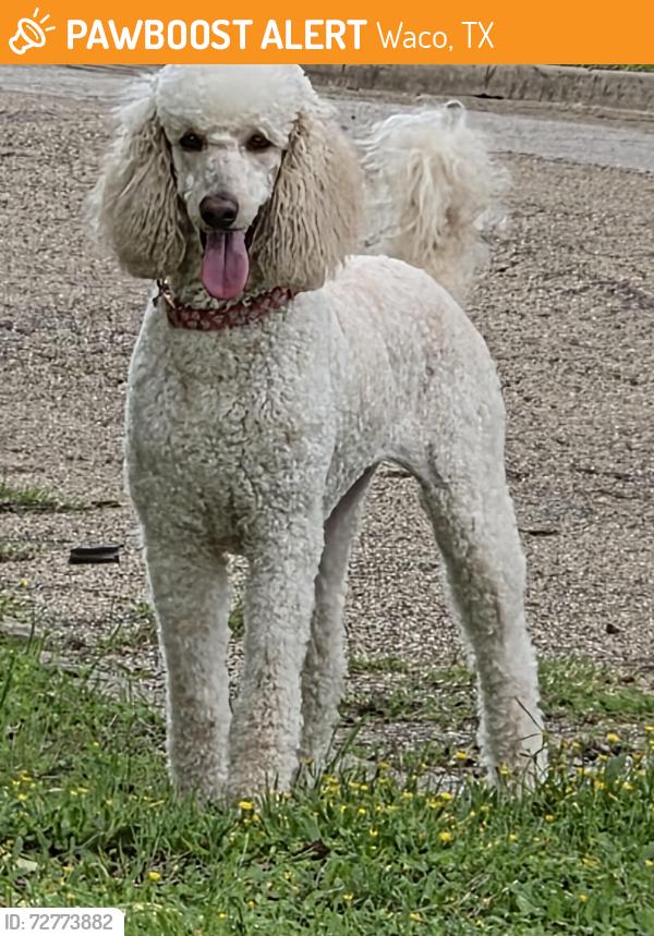 Found/Stray Female Dog last seen 24th & Sanger ave, Waco, TX 76707
