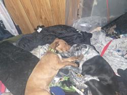 Lost Male Dog last seen Spring st , Parkersburg, WV 26101