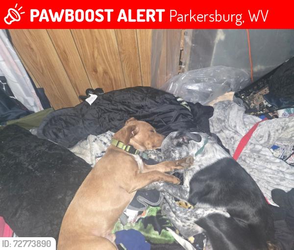 Lost Male Dog last seen Spring st , Parkersburg, WV 26101