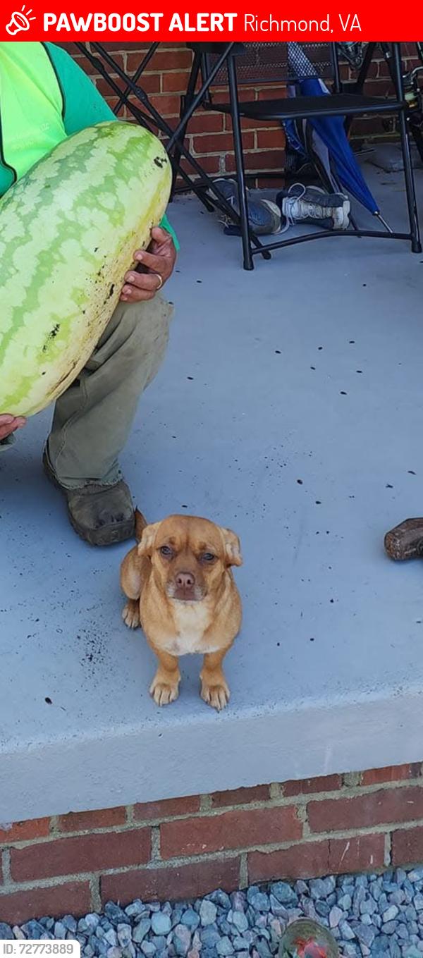 Lost Female Dog last seen Pocoshock blvd , Richmond, VA 23235
