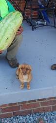 Lost Female Dog last seen Pocoshock blvd , Richmond, VA 23235