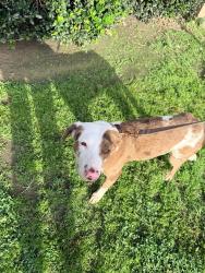 Found/Stray Male Dog last seen Unity Park, Magnolia, TX 77355