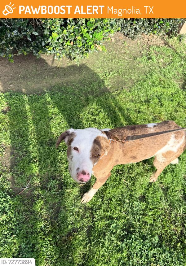 Found/Stray Male Dog last seen Unity Park, Magnolia, TX 77355