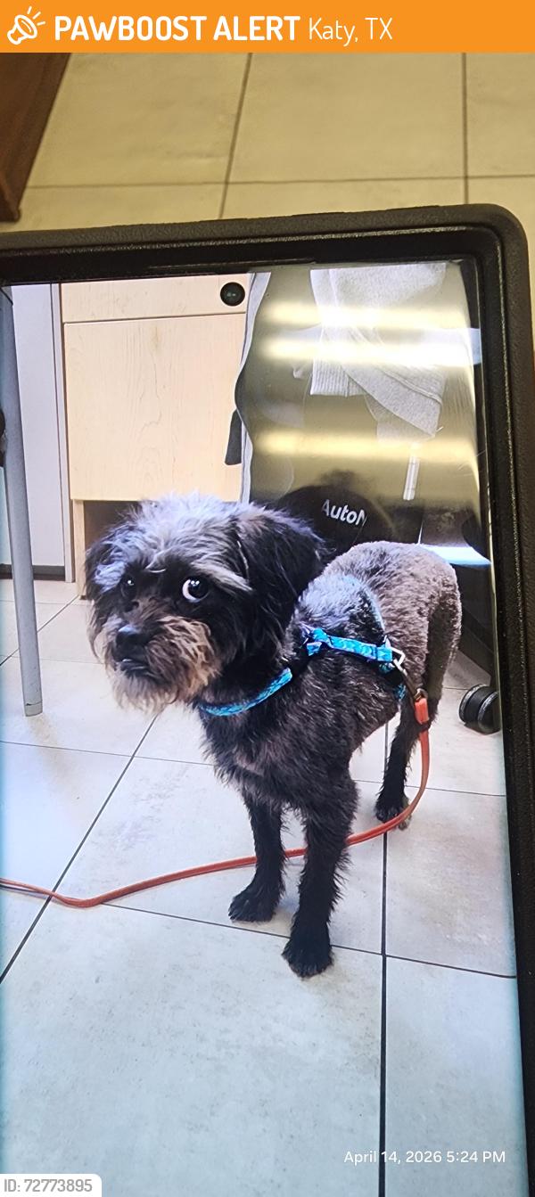 Found/Stray Female Dog last seen Auto Nation Collision, Katy, TX 77450