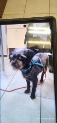 Found/Stray Female Dog last seen Auto Nation Collision, Katy, TX 77450