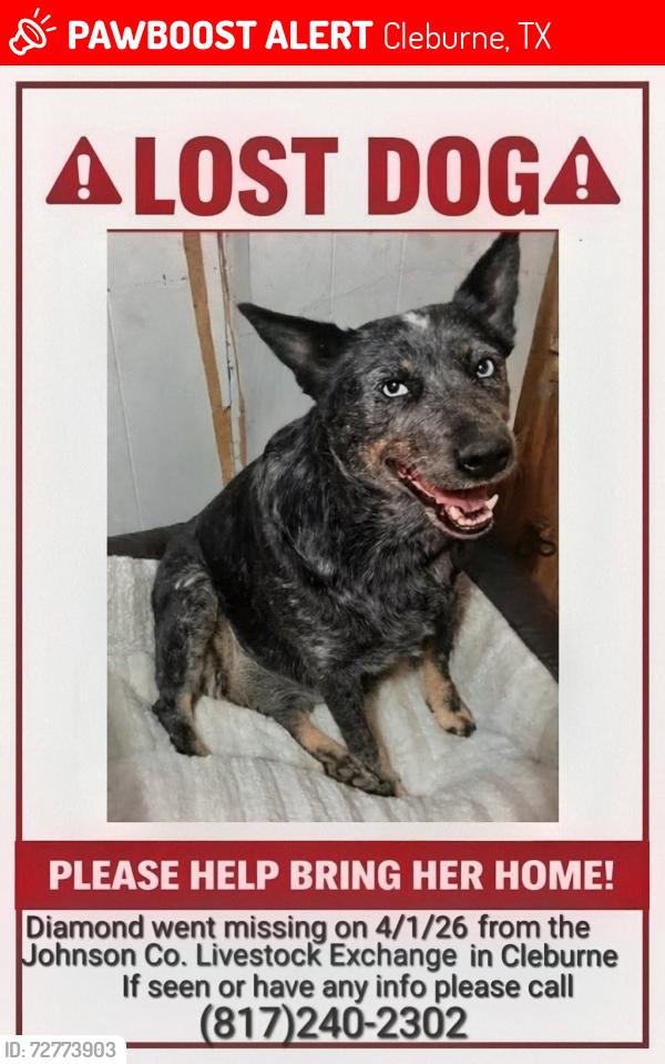 Lost Female Dog last seen Johnson County livestock exchange , Cleburne, TX 76033