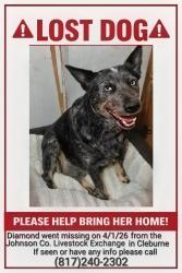 Lost Female Dog last seen Johnson County livestock exchange , Cleburne, TX 76033