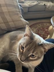 Lost Female Cat last seen Alpha way, Yuma, AZ 85367