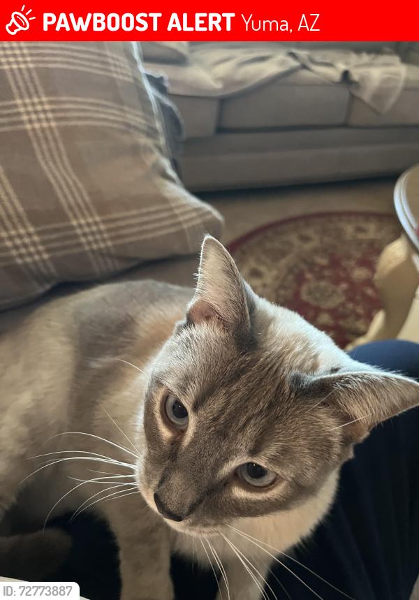 Lost Female Cat last seen Alpha way, Yuma, AZ 85367