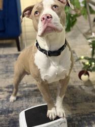 Lost Male Dog last seen Eastside 5th street, Pueblo, CO 81003