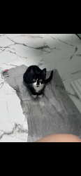 Lost Male Cat last seen Ensley, Fairfield high school , Fairfield, AL 35064