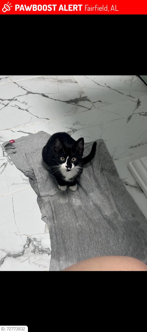 Lost Male Cat last seen Ensley, Fairfield high school , Fairfield, AL 35064