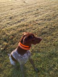 Reunited Male Dog last seen sugar creek nal. park, Pineville, MO 64856