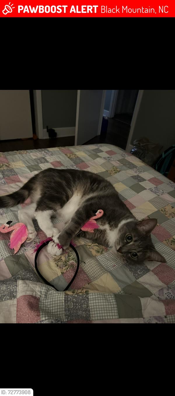 Lost Male Cat last seen Avena St, Black Mountain, NC 28711