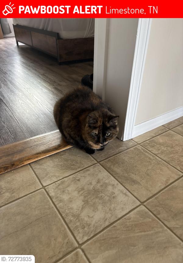 Lost Female Cat last seen davy crockett rd, Limestone, TN 37681
