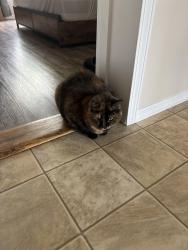 Lost Female Cat last seen davy crockett rd, Limestone, TN 37681