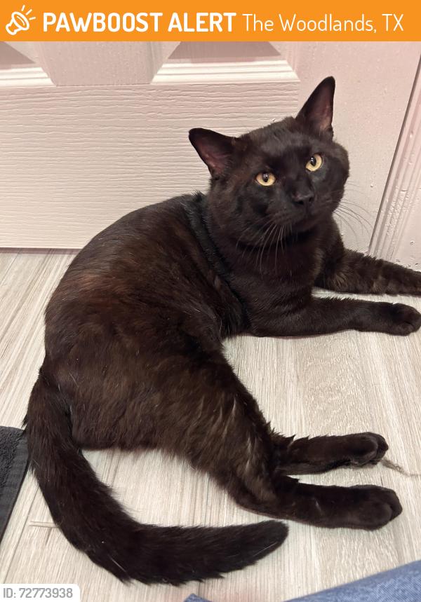 Found/Stray Male Cat last seen Research Forest , The Woodlands, TX 77381