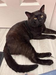Found/Stray Male Cat last seen Research Forest , The Woodlands, TX 77381