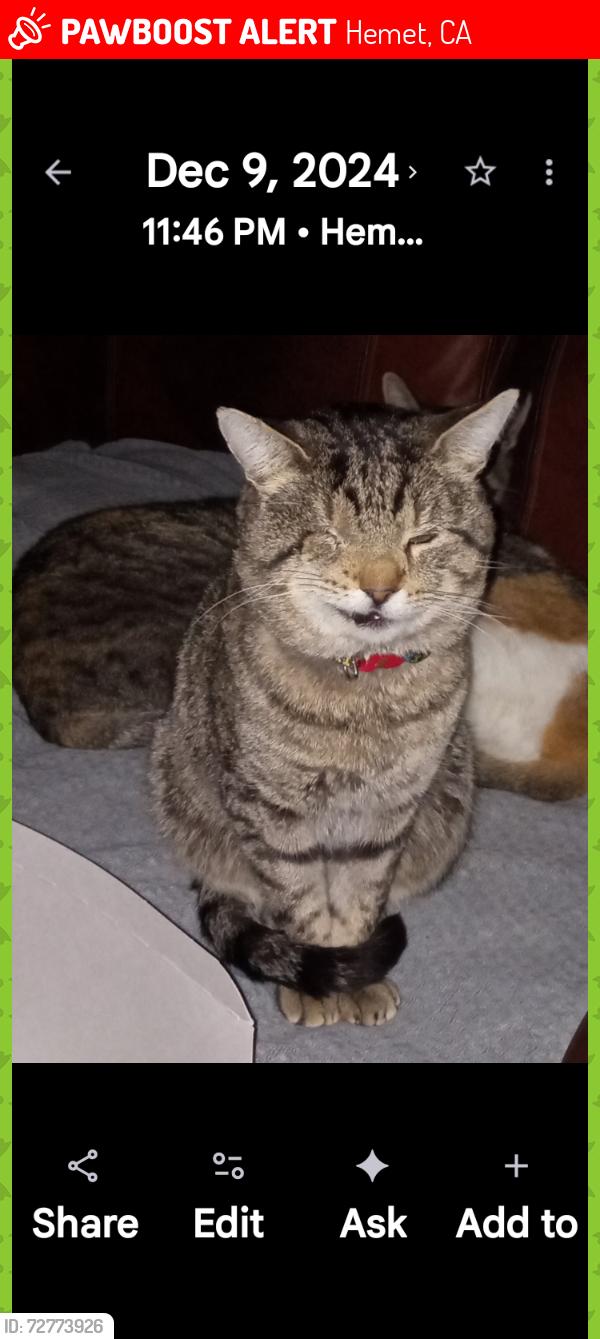 Lost Male Cat last seen Lyon and Florida, Hemet, CA 92545