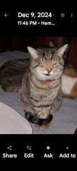 Lost Male Cat last seen Lyon and Florida, Hemet, CA 92545