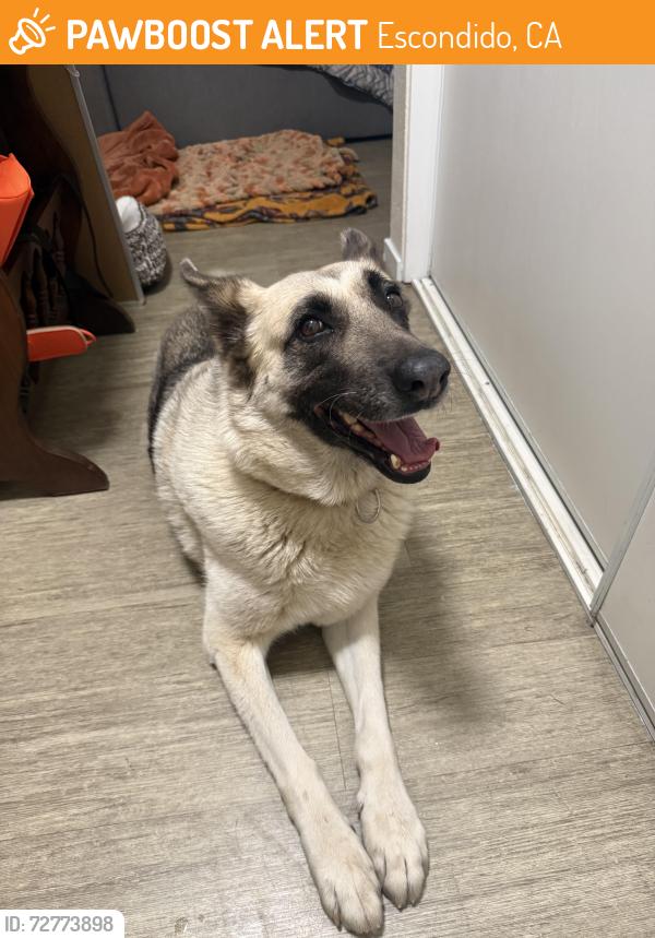 Found/Stray Female Dog last seen N Citrus Ave and Bear Valley Parkway, Escondido, CA 92025