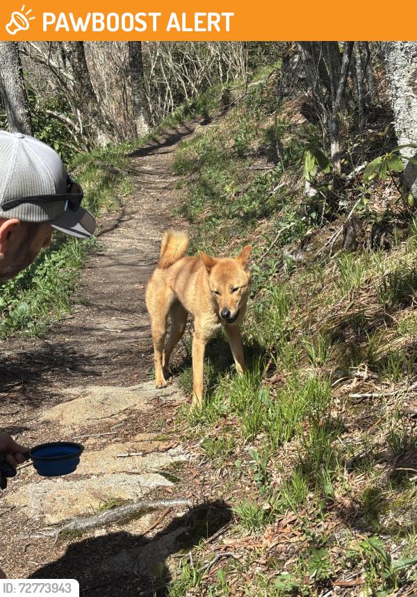 Found/Stray Unknown Dog last seen On the trail , Water Rock Knob Trl, NC 28751