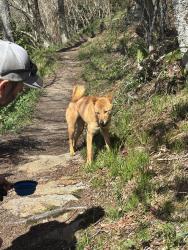 Found/Stray Unknown Dog last seen On the trail , Water Rock Knob Trl, NC 28751