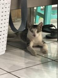 Lost Male Cat last seen E 8th and S Palomares St, Pomona, CA 91766
