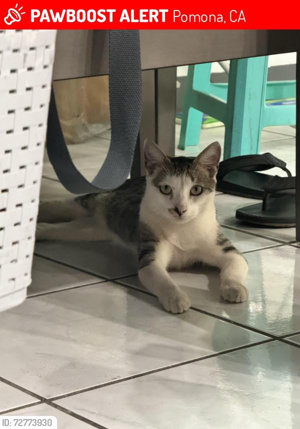 Lost Male Cat last seen E 8th and S Palomares St, Pomona, CA 91766