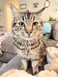 Lost Male Cat last seen Nighthawk and Butterfield Stage Rd, Temecula, CA 92592