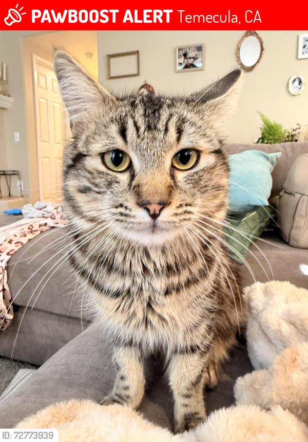 Lost Male Cat last seen Nighthawk and Butterfield Stage Rd, Temecula, CA 92592