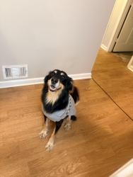 Lost Male Dog last seen Rock Chapel and Stephenson, Lithonia, GA 30058