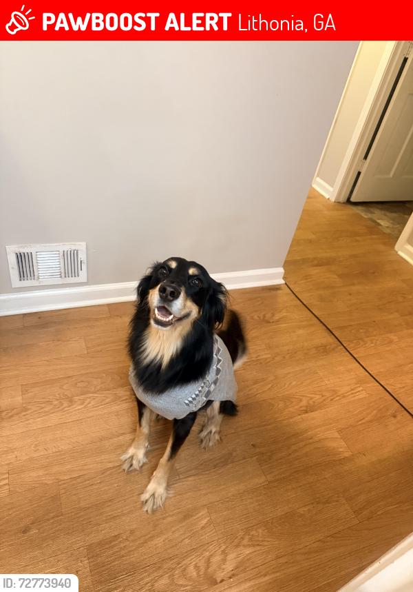 Lost Male Dog last seen Rock Chapel and Stephenson, Lithonia, GA 30058