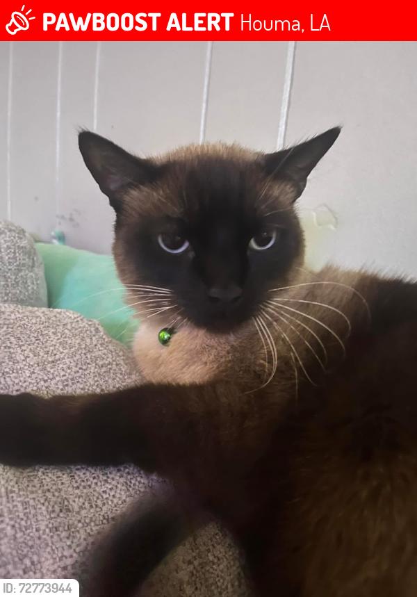 Lost Male Cat last seen Near Tara Street , Houma, LA 70363