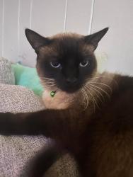 Lost Male Cat last seen Near Tara Street , Houma, LA 70363