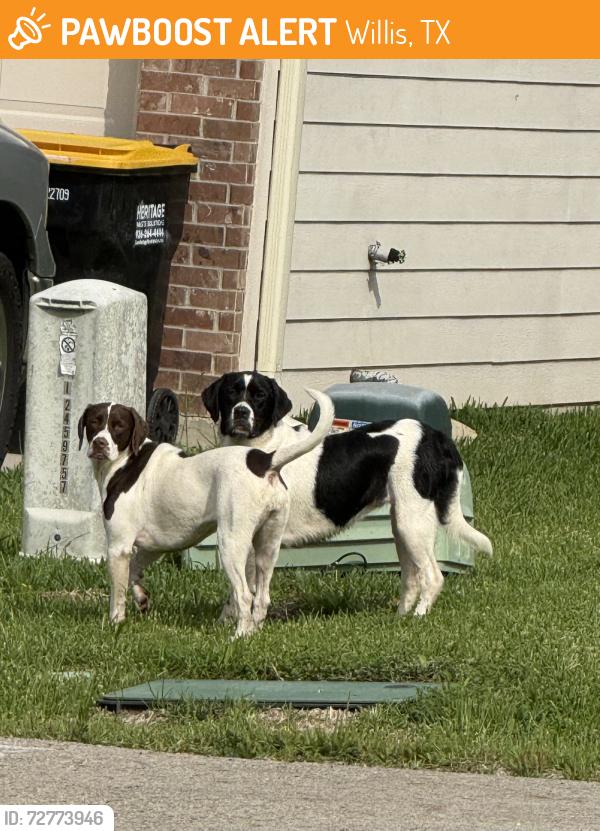 Found/Stray Unknown Dog last seen Indian Forest Neighborhood 1097 E, Willis, TX 77378