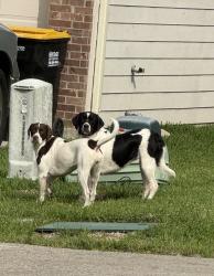 Found/Stray Unknown Dog last seen Indian Forest Neighborhood 1097 E, Willis, TX 77378