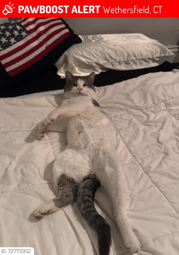 Lost Male Cat last seen Wolcott Hill Rd, Wethersfield, CT 06109