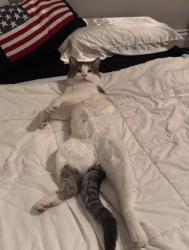 Lost Male Cat last seen Wolcott Hill Rd, Wethersfield, CT 06109