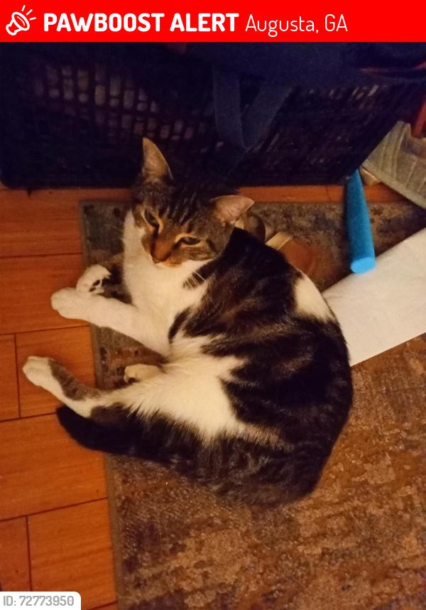 Lost Female Cat last seen Walton way, Augusta, GA 30904