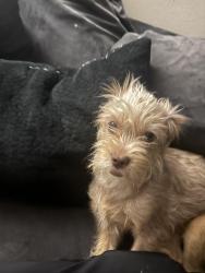 Lost Male Dog last seen 32nd and marshall wheat ridge , Wheat Ridge, CO 80033