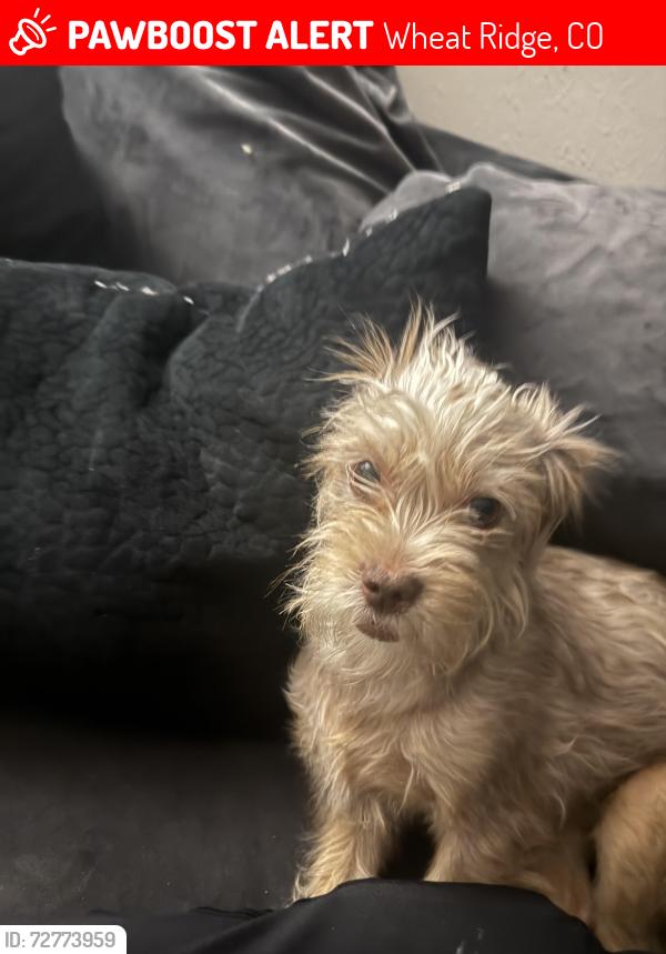 Lost Male Dog last seen 32nd and marshall wheat ridge , Wheat Ridge, CO 80033